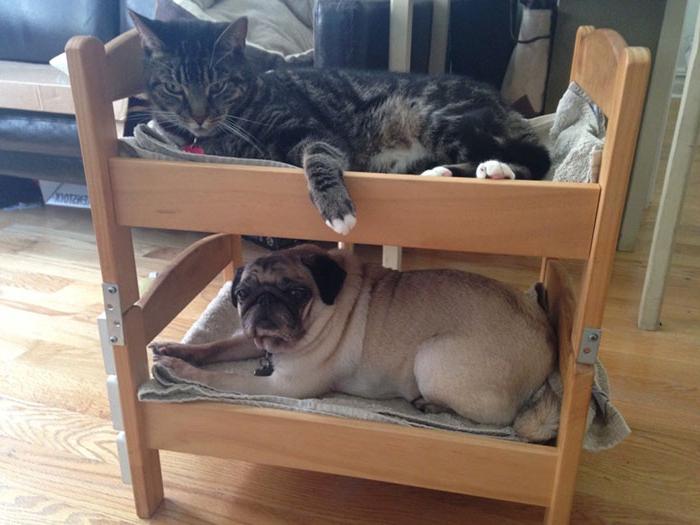 Построила для своих питомцев двухъярусную лежанку: снизу спит собака, а сверху - кот