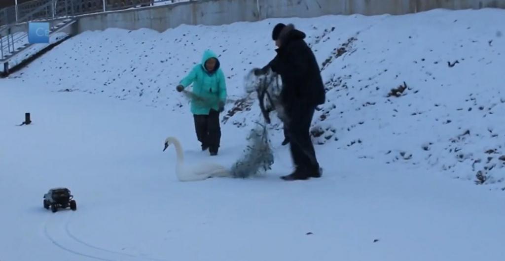 Лебедь замерзал на реке. Ему на помощь приши добрые люди: видео