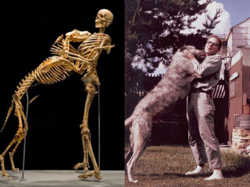 Известные в науке собаки, которые помогли сделать ключевые открытия: от археологических находок до лечения болезней