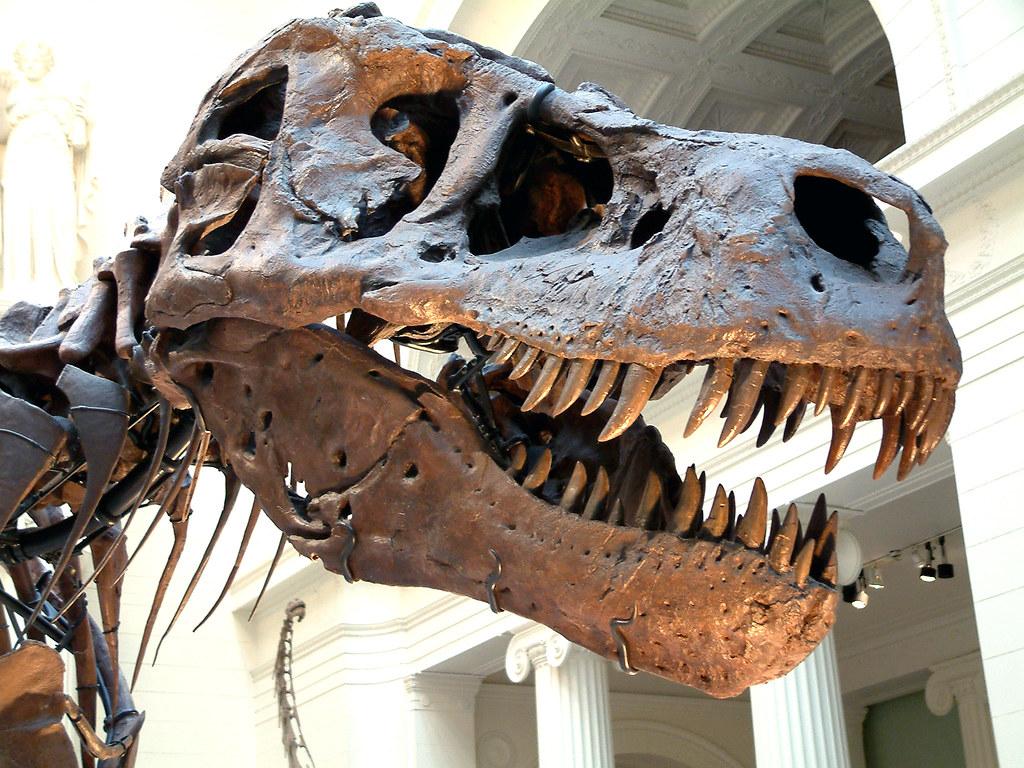 Ученые теперь смогут изучить найденные еще в 2006 году прекрасно сохранившиеся окаменелости "дуэльных" динозавров
