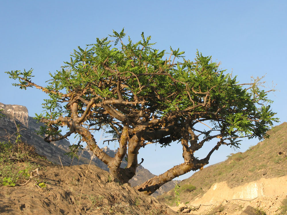 Ладан, кедровое дерево, мирра: 12 эфирных масел из Библии, использование которых завещано самим Богом