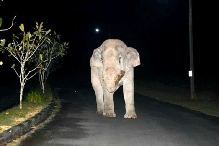 3-летний домашний кот вышел к 4-тонному слону и прогнал из своего сада