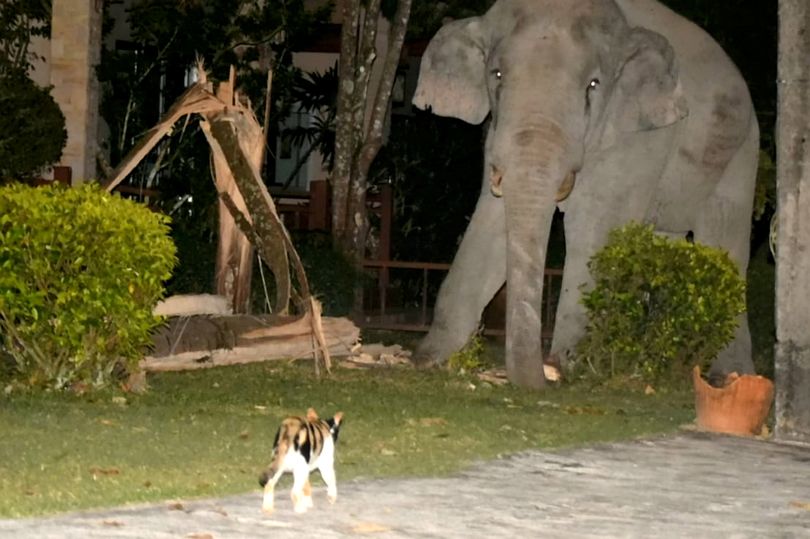 3-летний домашний кот вышел к 4-тонному слону и прогнал из своего сада