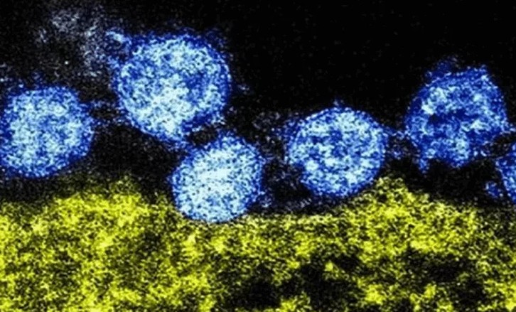 Опасность мутировавшего в датских норках вируса: иммунитет к оригинальному COVID-19 не защищает от "норочьего"