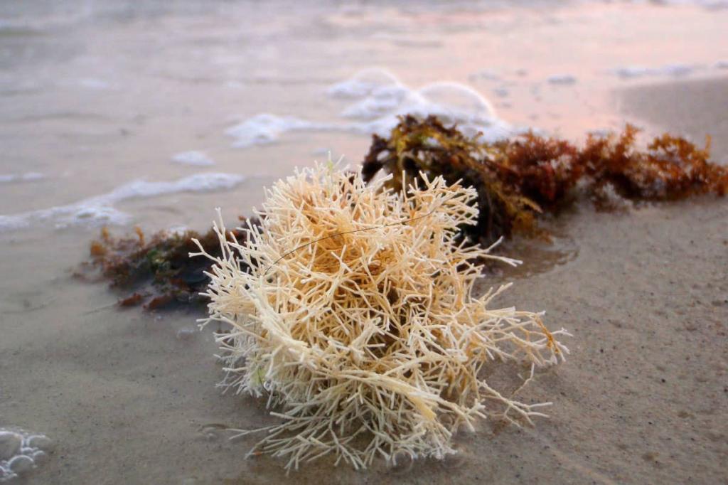 "Способны на все!": почему морские водоросли - универсальный способ ухаживать за кожей