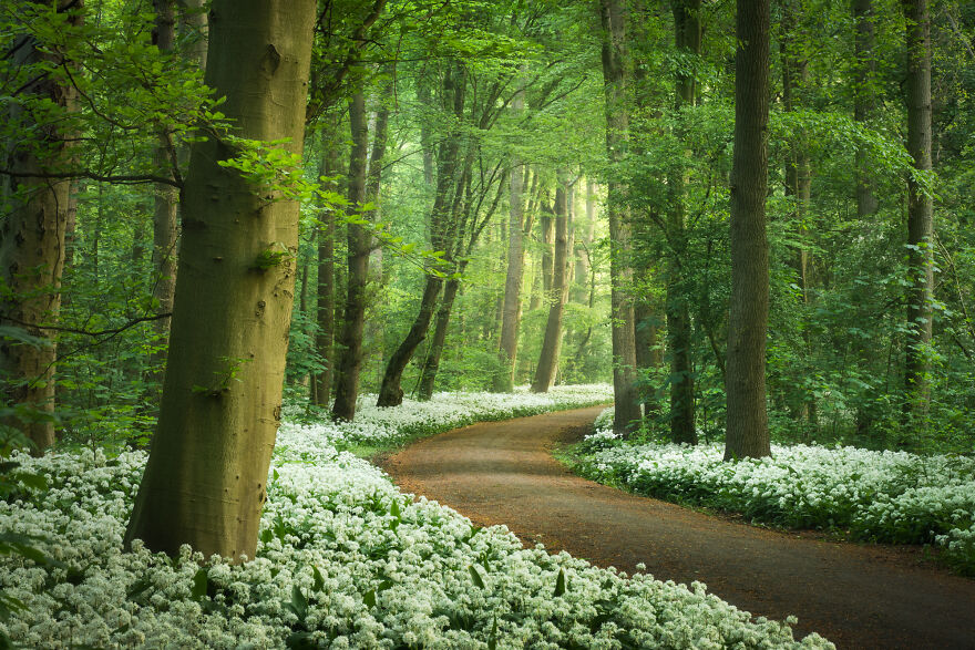 Фотограф снимал один и тот же лес в Голландии в разное время: фото