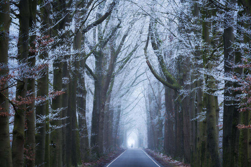 Фотограф снимал один и тот же лес в Голландии в разное время: фото