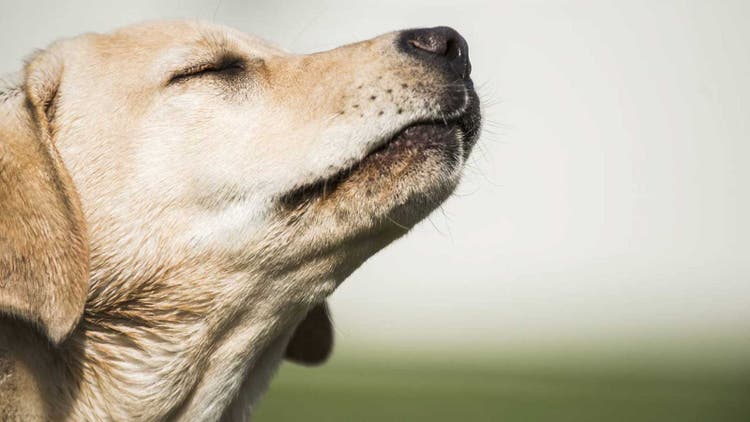 Могут ли собаки почуять коронавирус? Ученые из разных стран высказали свои мнения