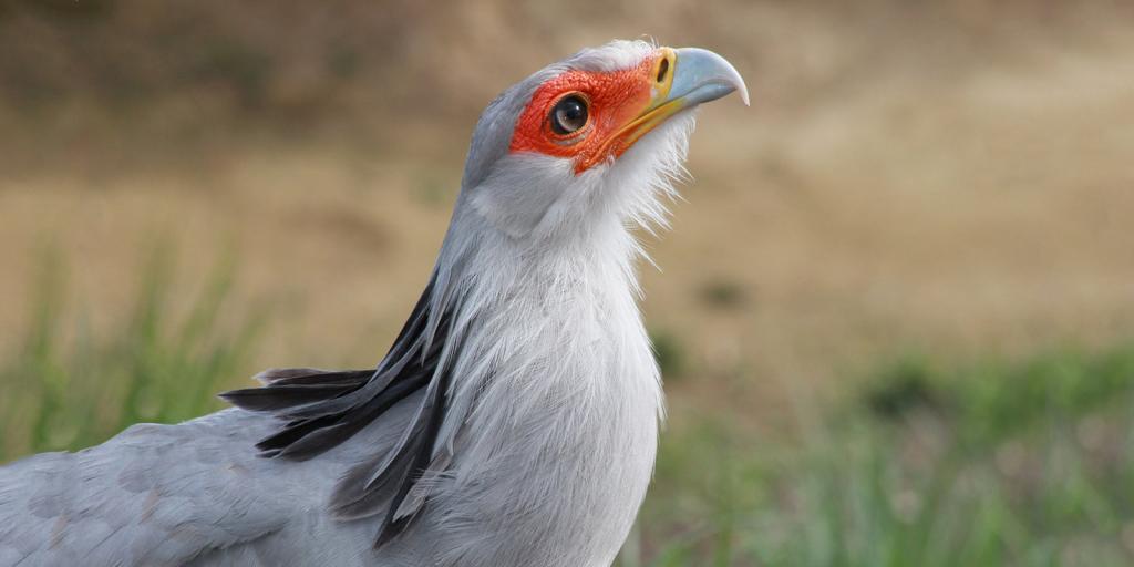 Ученые выяснили: шумовое и световое загрязнение негативно влияет на размножение птиц, снижая популяцию