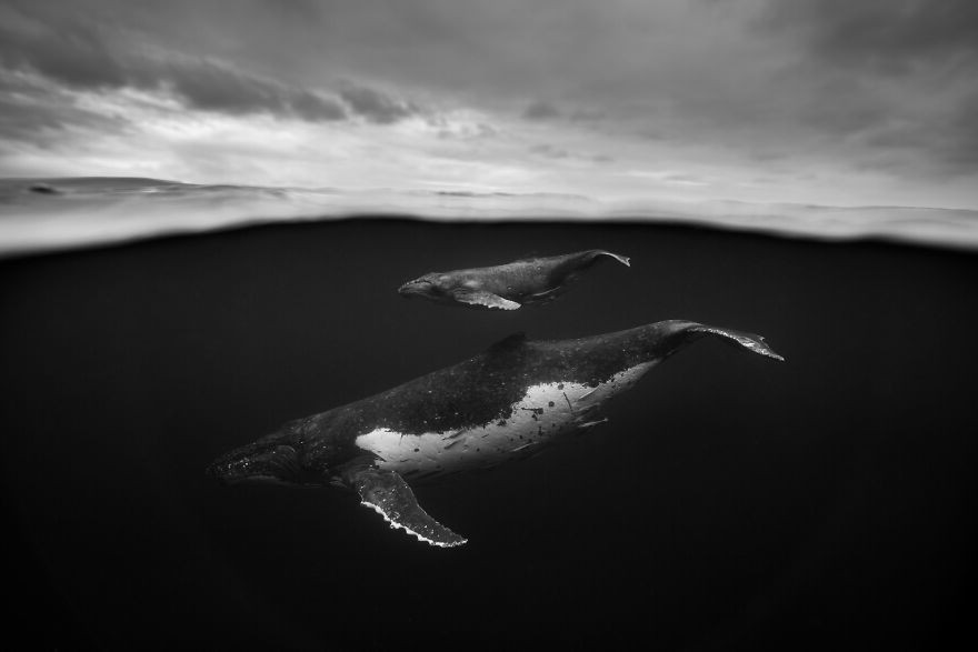 Фотограф "провел" четыре года под водой, снимая горбатых китов. 10 потрясающих фото