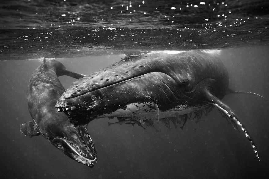 Фотограф "провел" четыре года под водой, снимая горбатых китов. 10 потрясающих фото