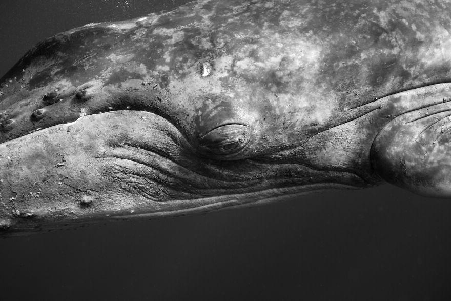 Фотограф "провел" четыре года под водой, снимая горбатых китов. 10 потрясающих фото