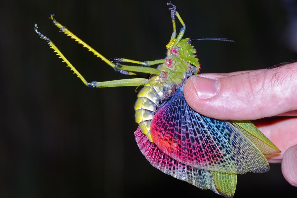 Среди 4 миллионов видов насекомых на Земле мы выбрали для вас 9 самых интересных