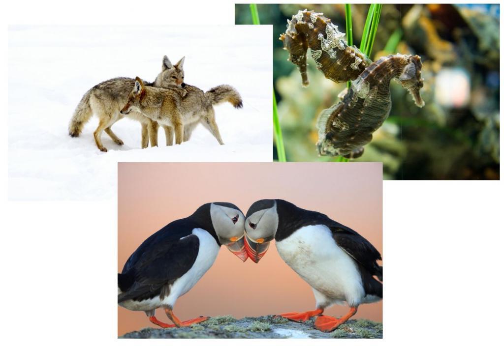 От морских коньков и лебедей до серых лис и гиббонов: очаровательные животные, которые создают семью на всю жизнь (фото)