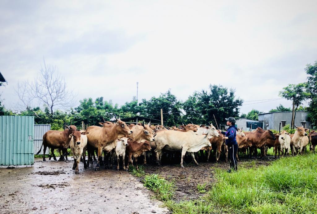 Когда технологии развиваются, людям все еще не хватает ресурсов для ... скота: во Вьетнаме ищут пастуха на хорошую зарплату и полный соцпакет