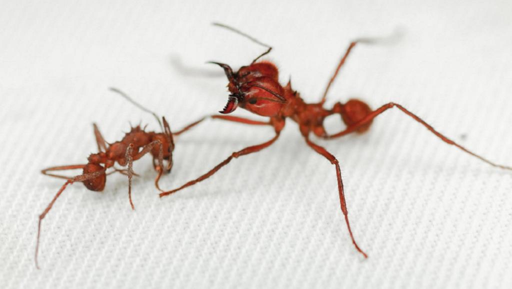 Действует как броня: ученые обнаружили у муравьев-листорезов биоминеральный панцирь, который защищает также и от патогенов