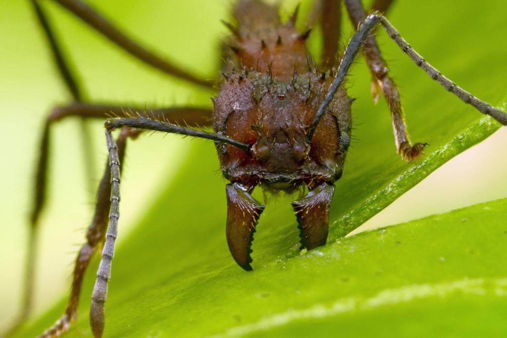 Действует как броня: ученые обнаружили у муравьев-листорезов биоминеральный панцирь, который защищает также и от патогенов