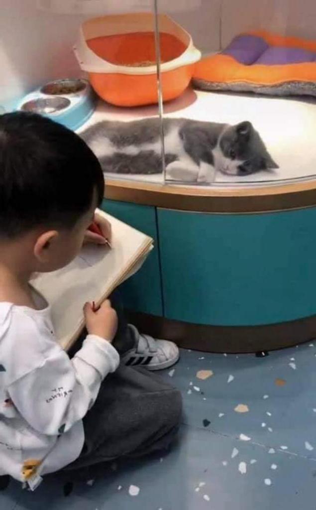 «Ну что, весьма похоже!»: взрослые похвалили рисунок мальчика, целый час рисовавшего кошку с натуры