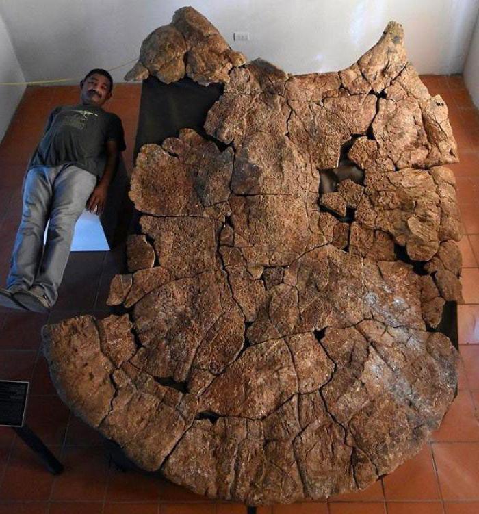 Древние криноиды, моллюски, панцирь черепахи возрастом 8 миллионов лет: 7 интересных окаменелостей, которые были найдены нашими современниками