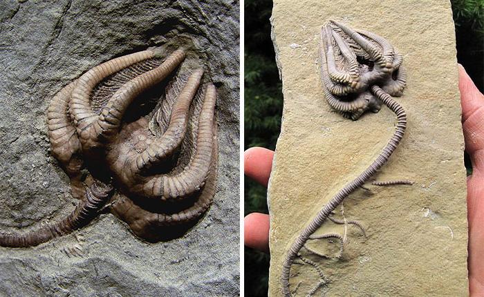Древние криноиды, моллюски, панцирь черепахи возрастом 8 миллионов лет: 7 интересных окаменелостей, которые были найдены нашими современниками