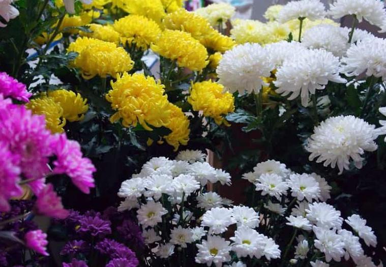 Цветы, сладости и деньги лишними не будут: что подарить маме в День матери (29 ноября) при пандемии