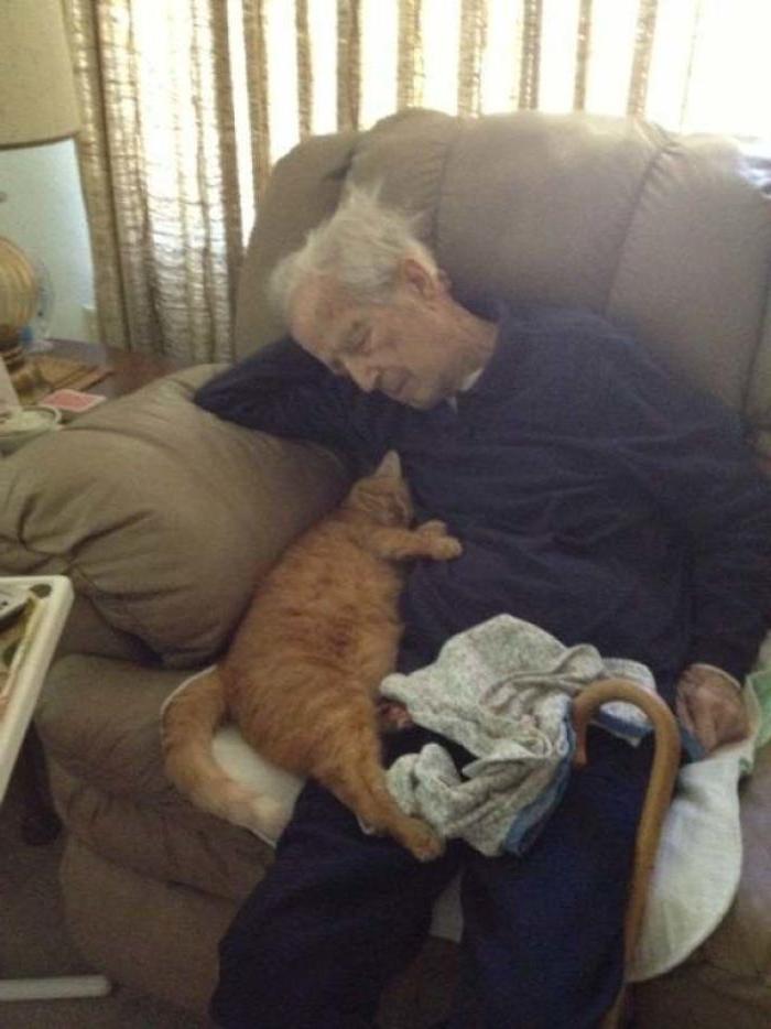 Они также заслуживают любви и заботы: владельцы пожилых котов поделились своими историями