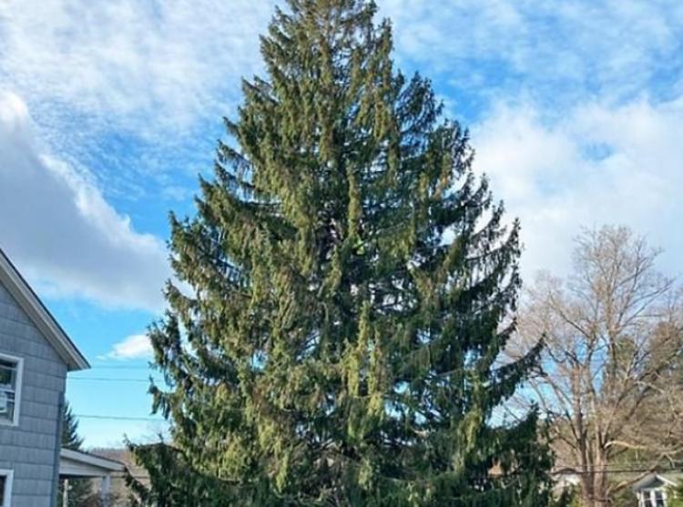 Крошечная сова, найденная в ветвях рождественской елки Рокфеллера в Нью-Йорке, была выпущена в дикую природу: видео