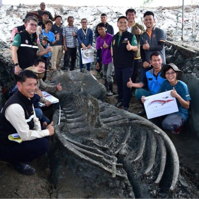 В Таиланде обнаружили почти идеально сохранившийся скелет кита, которому предположительно от 3000 до 5000 лет