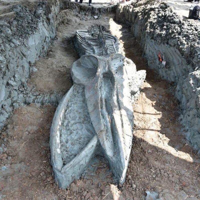 В Таиланде обнаружили почти идеально сохранившийся скелет кита, которому предположительно от 3000 до 5000 лет