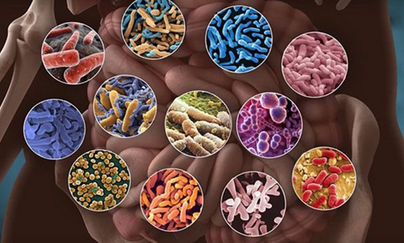 Ограничительные меры против COVID-19 могут повлиять на наш микробиом. Что с этим делать, рассказали эксперты