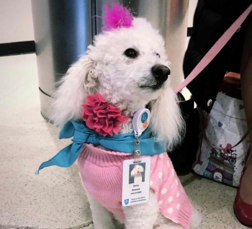 Больница наняла пса на работу: его главная обязанность - здороваться с сотрудниками