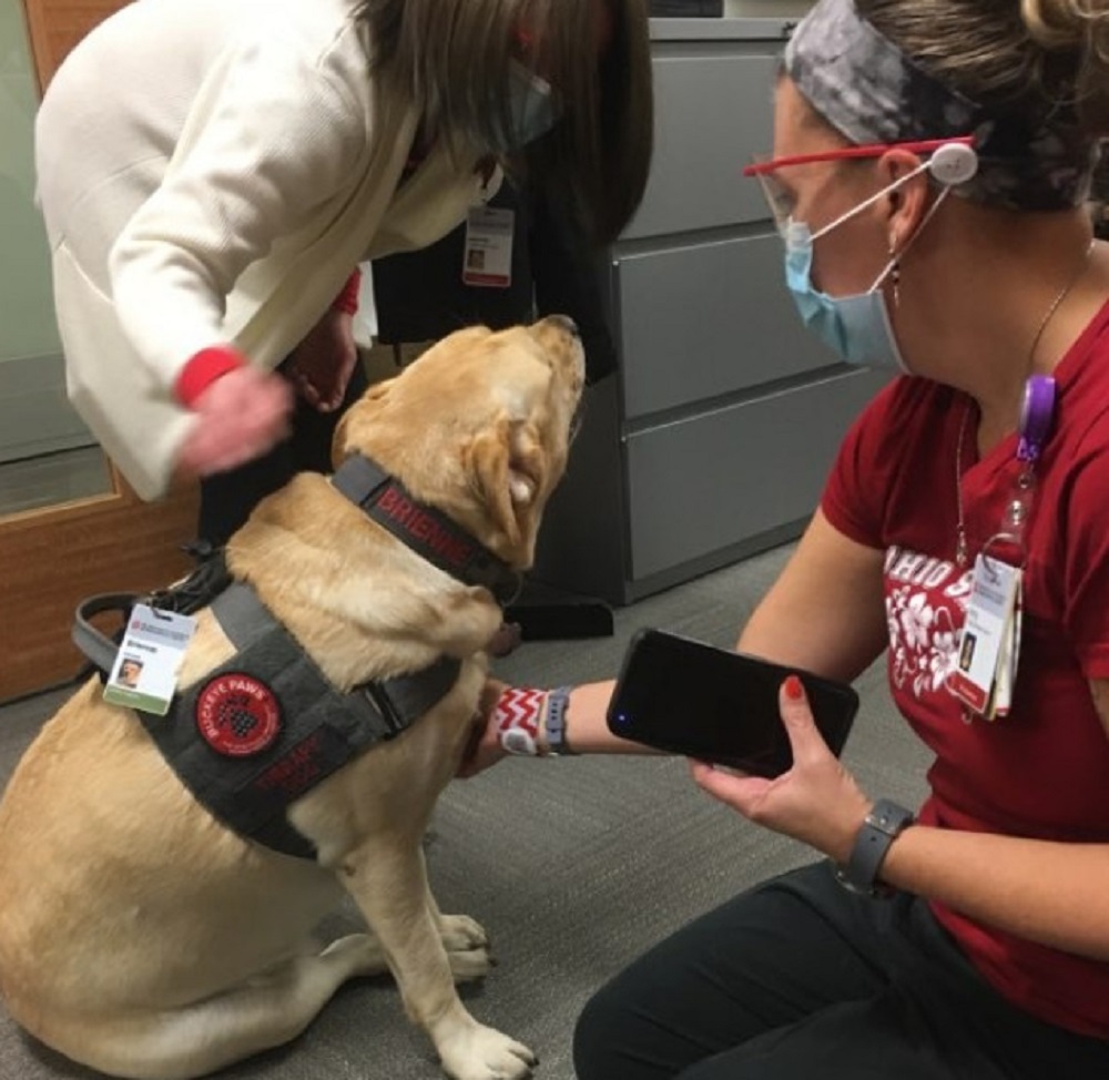 Больница наняла пса на работу: его главная обязанность - здороваться с сотрудниками