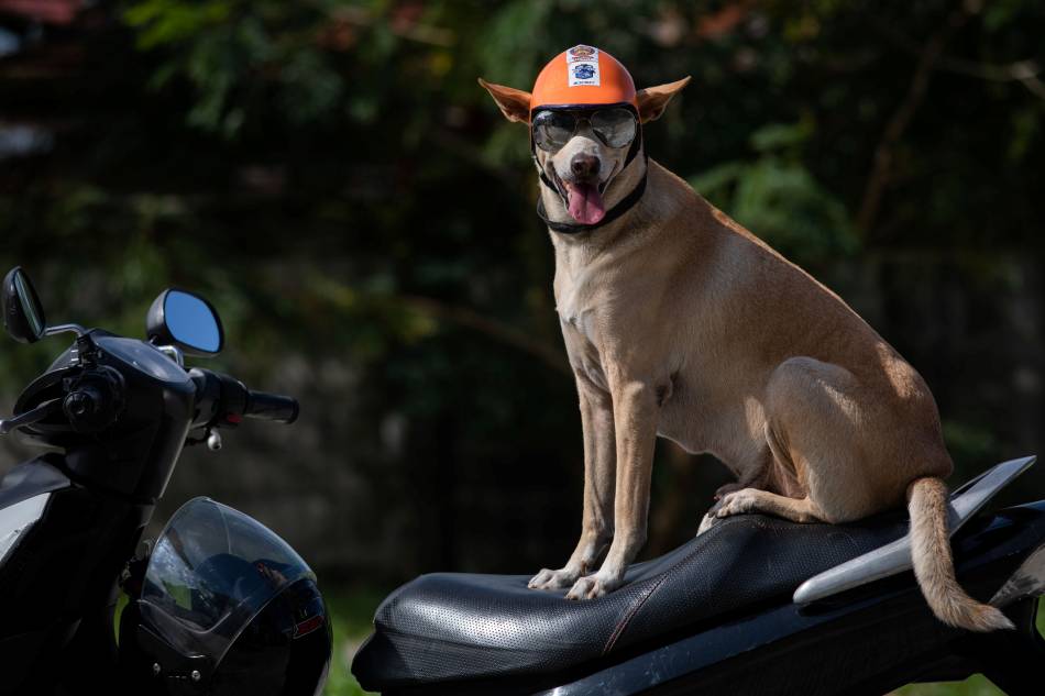 В черной куртке, в солнцезащитных очках и шлеме – в таком виде пес Боги путешествует на байке, умиляя фанатов