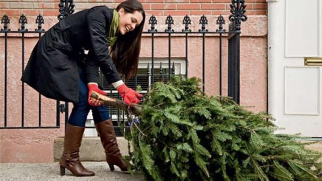 Британские эксперты рассказали, как дольше сохранить новогоднюю елку: поможет популярный напиток