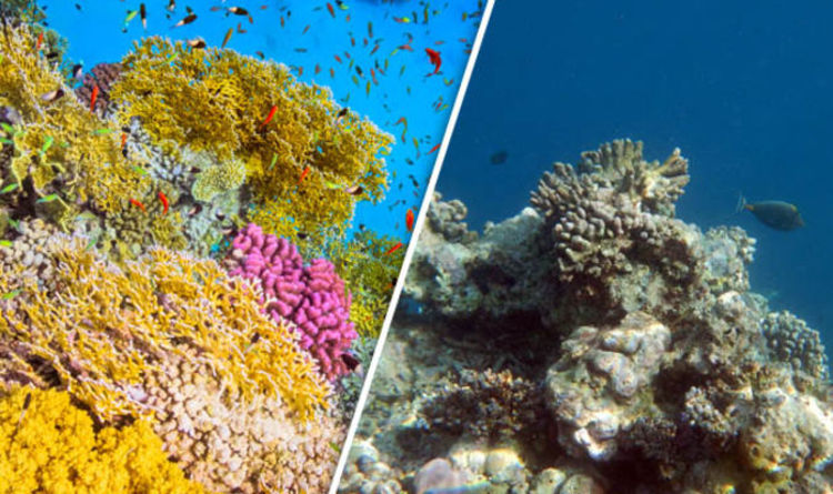 Хорошо ли пахнет риф? Химические вещества в газах кораллов могут быть индикатором их здоровья