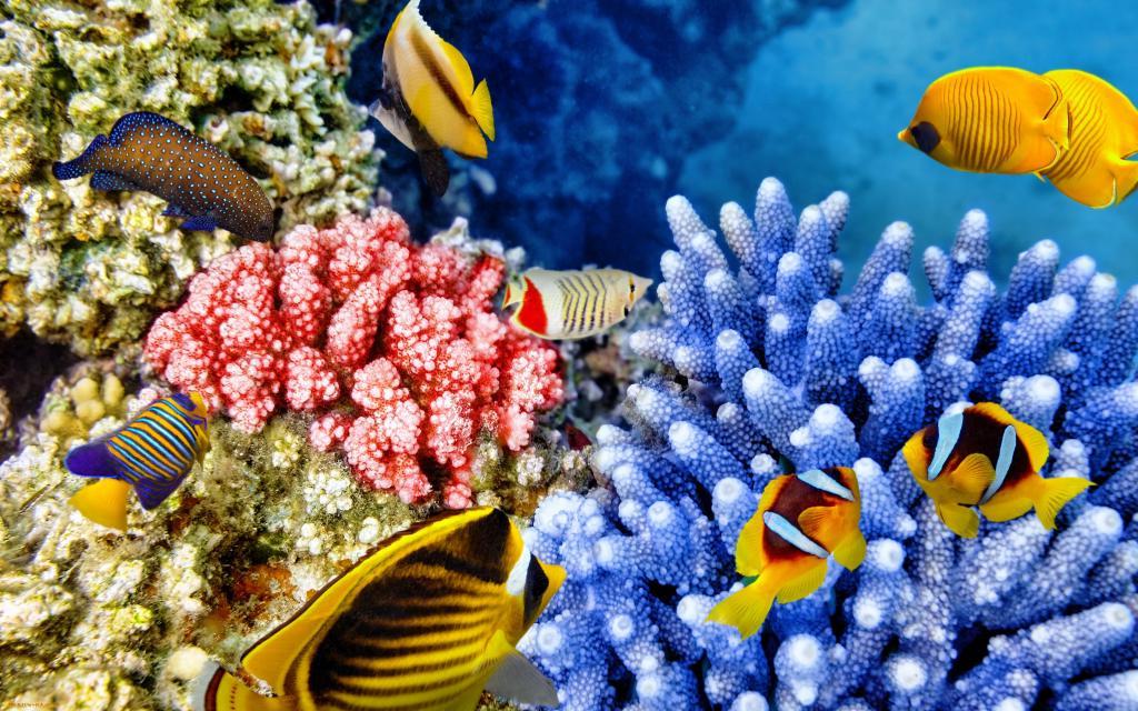 Хорошо ли пахнет риф? Химические вещества в газах кораллов могут быть индикатором их здоровья