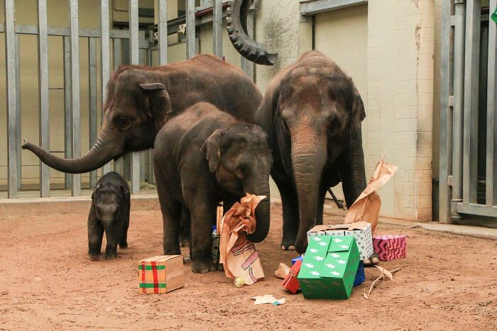 Зоопарк из Оклахома-Сити поделился снимком ультразвука слонихи, у которой скоро должен появиться малыш. Фото растрогало людей