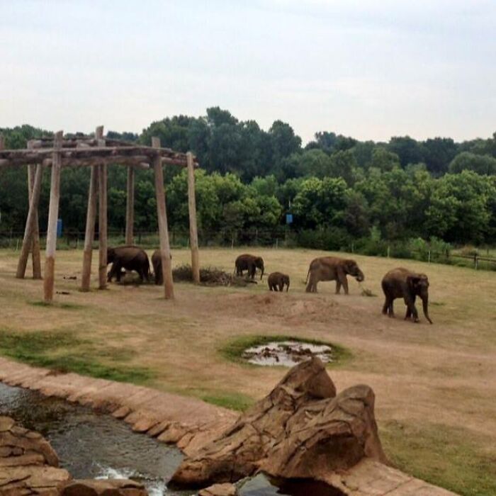 Зоопарк из Оклахома-Сити поделился снимком ультразвука слонихи, у которой скоро должен появиться малыш. Фото растрогало людей