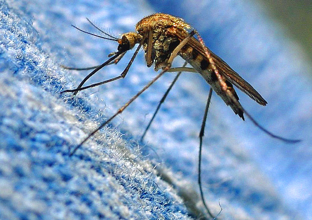 Ученым наконец-то удалось понять, как у насекомых появились крылья: открытие американских биологов
