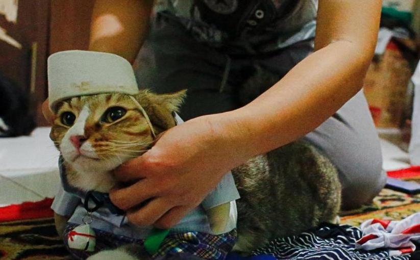 Бывший школьный учитель из Индонезии теперь зарабатывает пошивом нарядов для кошек: фото