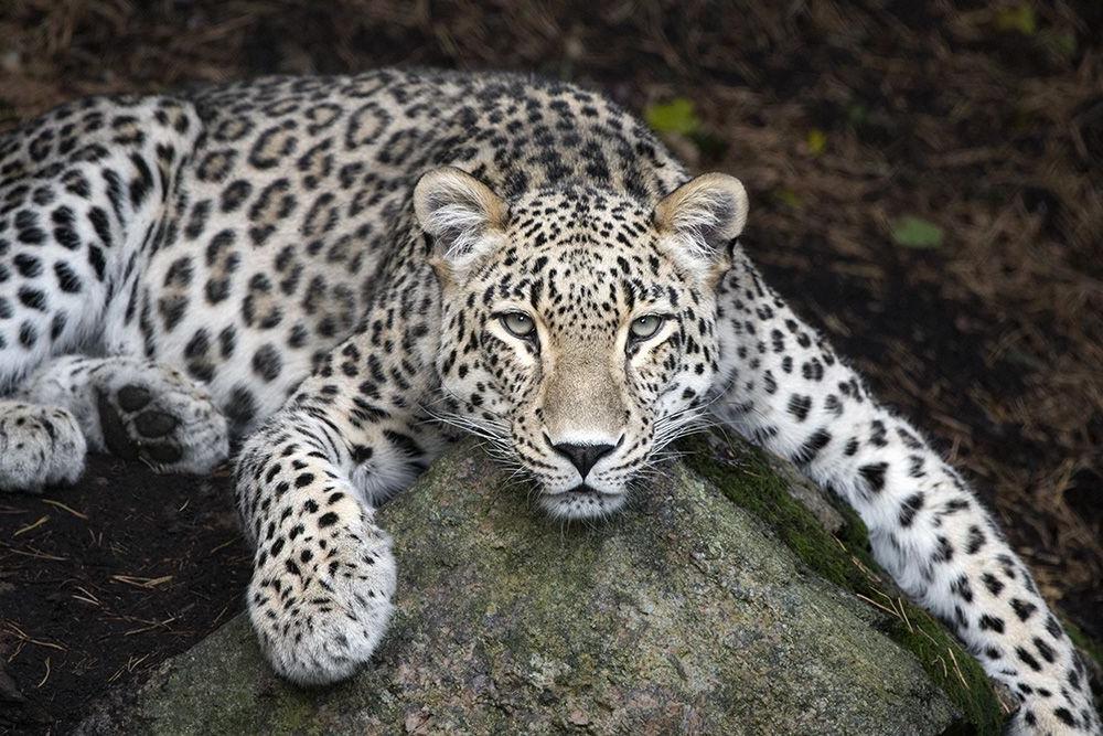 Почему у леопардов пятна, а у зебр полосы: гипотеза смешения паттернов