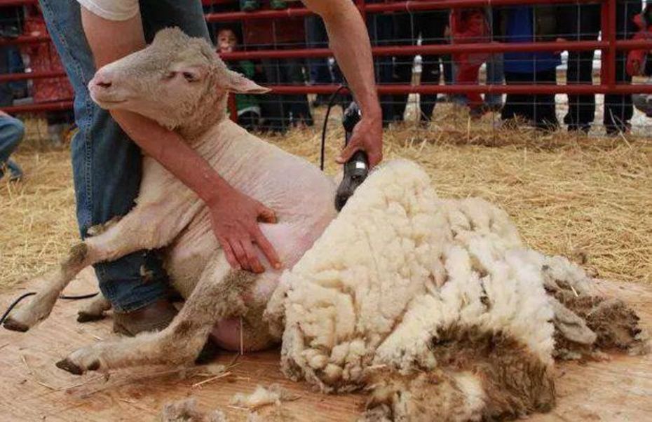 Исследование показало, что овцы, которых стригут чаще во время беременности, меньше подвержены стрессу и рожают ягнят с более ценной шерстью