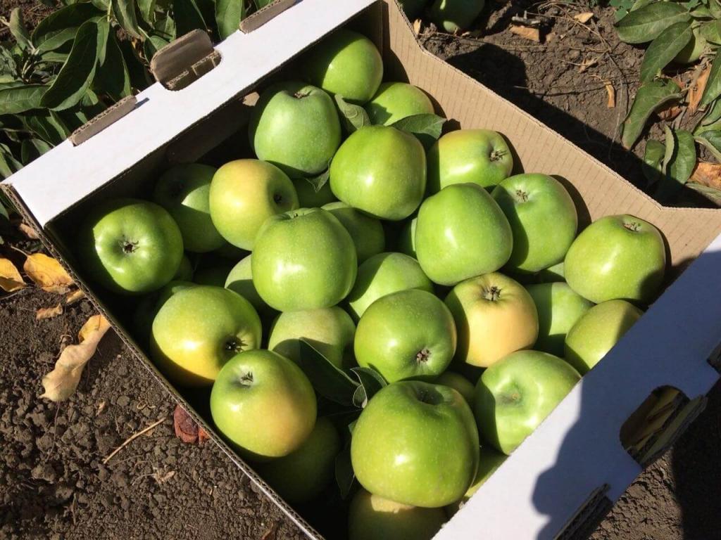 Каждый день надо съедать 10-17 мг железа: в яблоках какого сорта его больше всего (и чем вкусным можно заменить их в рационе)