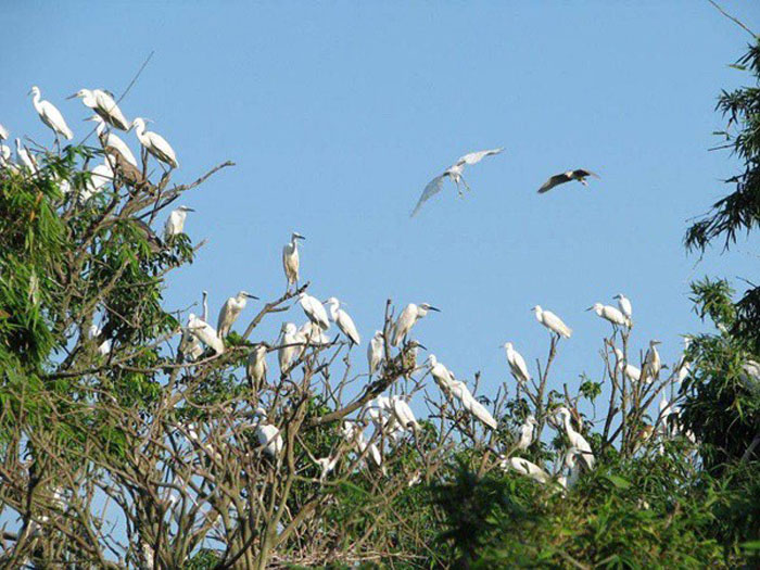 «Как поймать сто птиц, сидящих на дереве?»: ответ соискателя на вакансию очень понравился работодателю