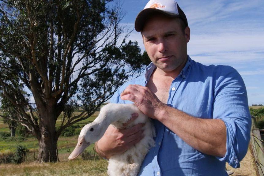 Лохматый «менеджер по логистике»: австралийский фермер выращивает уток на свободном выгуле, и собака – главный помощник