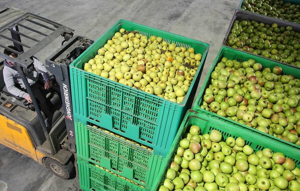 В России с 10 декабря запрещены поставки яблок и томатов из Азербайджана