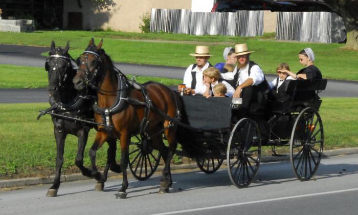 Амиши отдабт предпочтение лошадям