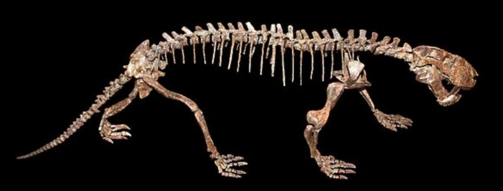 Саблезубые млекопитающие размером с медведя, жившие 250 млн лет назад, имели 10-сантиметровые клыки, развившиеся у них раньше, чем у динозавров (открытие ученых)