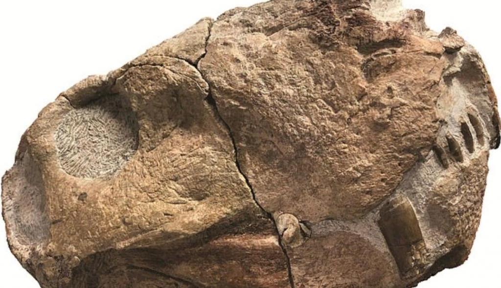 Саблезубые млекопитающие размером с медведя, жившие 250 млн лет назад, имели 10-сантиметровые клыки, развившиеся у них раньше, чем у динозавров (открытие ученых)