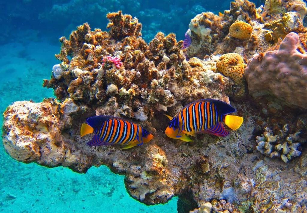 Потепление океана и закисление воды могут спровоцировать исчезновение экосистем коралловых рифов: достаточно повышения температуры всего на 1 градус
